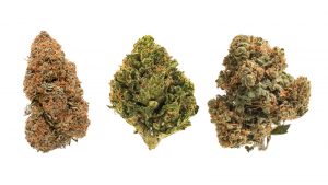 CBD Strain: Things You Should Know Before Selecting One
